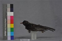 藏品(紅嘴黑鵯)的圖片